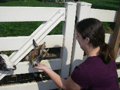 Amish trip photo